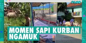 Ngakak! Video Kompilasi Sapi Ngamuk Saat Idul Adha 2023