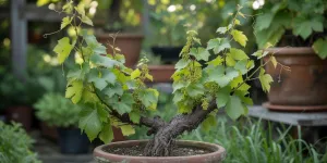 Panduan Lengkap Cara Menanam Anggur di Pot, Polybag, Botol Bekas, Tanah Terbuka, dari Biji, Batang, dan Akar