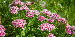 Panduan Menanam Bunga Sweet William untuk Mempercantik Sudut Pekarangan: Mudah dan Praktis