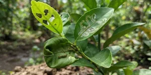 Penyebab Daun Jeruk Berlubang dan Menggulung, Kenali Hama dan Faktor Pemicu
