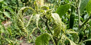Penyebab Daun Tanaman Cabai Keriting dan Cara Mengatasinya
