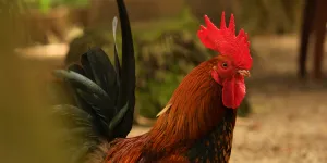 Primbon Ayam Aduan Lengkap Menurut Warna Bulu dan Hitungan Hari