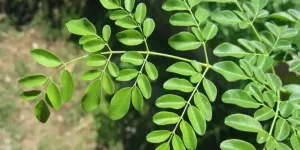 Racik Teh Daun Kelor di Rumah, Kaya Manfaat untuk Tubuh Sehat