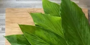 Rahasia Daun Kunyit, Obat Herbal Alami untuk Menangkal Kolesterol Tinggi dan Asam Urat