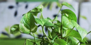 Rahasia Mengatasi Asam Urat, Nikmati Manfaat Daun Sirih Cina Tanpa Obat!