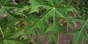 Rahasia Mengolah Daun Pepaya Agar Tidak Ada Rasa Pahit