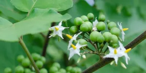 Rahasia Mengurangi Rasa Pahit pada Terong Pipit, Simak Triknya