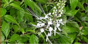 Rahasia Merebus Daun Kumis Kucing, Manfaat Menakjubkan dan Efek Samping yang Perlu Diketahui