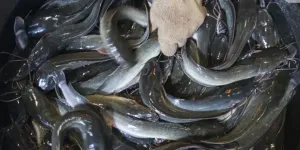 Rahasia Praktis: Mengolah Ikan Lele Tanpa Amis dan Lendir dengan Mudah