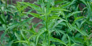 Resep Mudah dan Menyehatkan, Intip Cara Merebus Daun Dandang Gendis untuk Diabetes dan Kanker