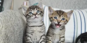 Sederet Alasan Kucing Mengeong: Dari yang Serius hingga Sekadar Cari Perhatian