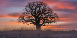 Sunset Aesthetic Bangla Caption About Sky: Panduan Lengkap Menulis Caption Matahari Terbenam