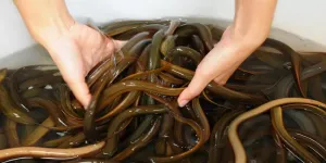 Teknik Sederhana untuk Menghilangkan Lendir dan Bau Amis Belut