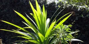 Ternyata Daun Pandan Bisa Atasi Kolesterol dan Berbagai Masalah Kesehatan