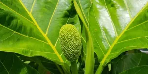 Ternyata Daun Sukun Dapat Atasi Berbagai Penyakit, Simak Manfaatnya