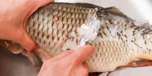 Tips Jitu Bersihkan Sisik Ikan dengan Timun yang Aman Dicoba di Rumah