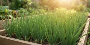 Tips Menanam Daun Bawang agar Bisa Dipotong Berkali-kali, Jangan Cabut Pangkalnya