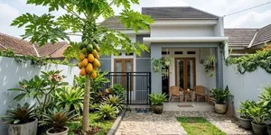 Tips Menanam Pepaya di Halaman Sempit agar Tetap Bisa Berbuah, Perhatikan Bibit dan Perawatan