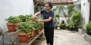 Tips Merawat Tanaman Stroberi di Musim Kemarau agar Tetap Subur dan Tidak Mudah Layu