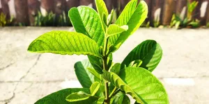 Tips Merebus Daun Ubi agar Cepat Empuk dan Tetap Kaya Manfaat