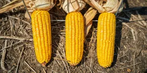 Tips Mudah Menyegarkan Jagung Keriput, Tanpa Bakal Mengubah Rasa