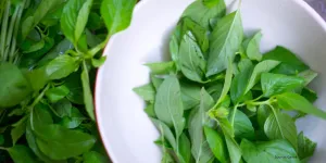 Tips Praktis Menyimpan Kemangi di Suhu Ruang