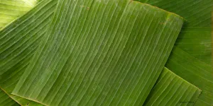 Tips Rahasia Daun Pisang Lentur dan Bersih Siap Pakai dengan Metode Air Panas