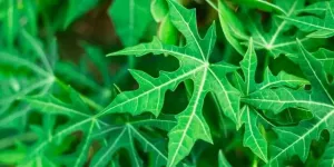 Trik Ampuh Hilangkan Pahit Daun Pepaya dengan Bahan Dapur