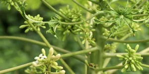 Trik Ampuh Usir Pahit Bunga Pepaya, Cuma Butuh Baking Soda