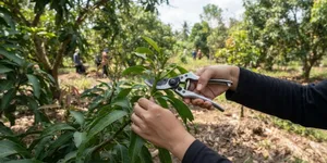 Trik Membuat Pohon Mangga Cepat Berbunga dengan Pemangkasan yang Tepat ala Pekebun