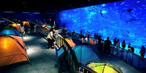 Yuk,  Rayakan Haloween dengan Penghuni Laut di S.E.A. Aquarium!
