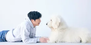 10 Film Jepang Tentang Anjing yang Mengubah Cara Kita Melihat Kesetiaan dan Cinta