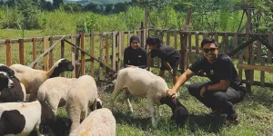 7 Potret Peternakan Domba Ayudia Bing Slamet di Klaten, View Indah bak di Swiss