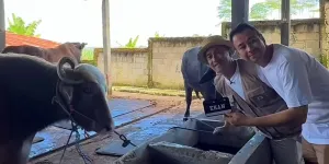 7 Potret Raffi Ahmad Borong Sapi Jumbo Irfan Hakim untuk Idul Adha