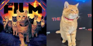 8 Potret Goose, Kucing di Film 'THE MARVELS' yang Curi Perhatian Para Penggemar - Ternyata Spesies Kucing Oren!