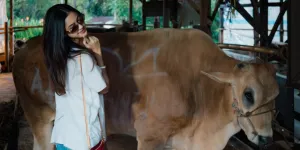 Asila Maisa Perdana Kurban Sendiri, Ramzi yang Sembelih Sapinya