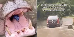 FOTO Viral Kuda Nil Taman Safari Bogor Diberi Makan Botol Plastik, Pelaku Jadi Buronan