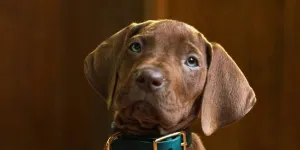 Netflix Bagikan Cuplikan Serial SCOOBY-DOO LIVE ACTION, Tayang Perdana Tahun 2027 