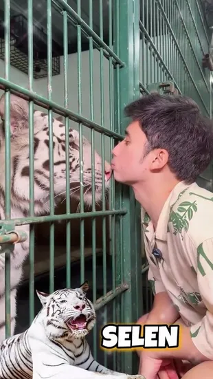 Alshad Ahmad Cium Satu Persatu Harimau Peliharaan, Ngeri-Ngeri Sedep
