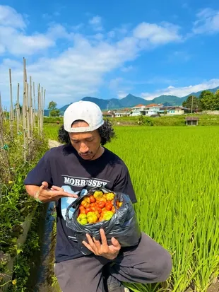 Isa Bajaj Tanam & Panen Tomat Sendiri Untuk Warung Sambal Tempong Miliknya