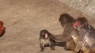 Kisah Punch, Bayi Monyet Jepang yang Viral karena Boneka ‘Ibunya’