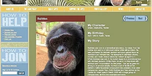 Simpanse Michael Jackson Diadopsi Warga Australia