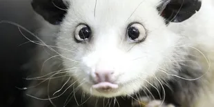 Siapa Sih Heidi The Possum Si Peramal Oscar?