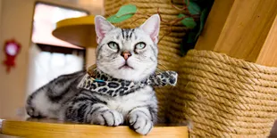 10 Cafe Kucing di Indonesia yang Cute Abis!