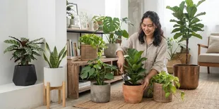 10 Cara Memilih Pot yang Tepat untuk Tanaman Indoor Agar Tumbuh Subur dan Estetik