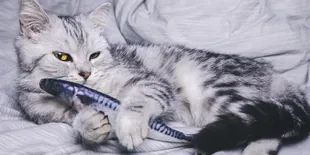 10 Gambar Kucing Lucu Bermain dengan Flappy Fish Toys, dari Riang Seharian Sampai Jadi Bantal