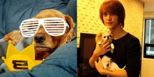 10 Hewan Peliharaan Imut Milik K-Pop Idol!