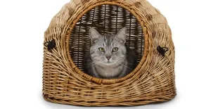 10 Kandang Kucing Lucu yang Tampilannya Estetik, Cocok Buat Dekor Rumah Kekinian