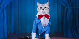 10 Kucing Paling Terkenal Sepanjang Sejarah
