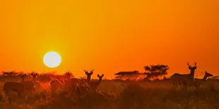 10 Kuliner Spesial Penyempurna Mudik Lebaran ke Banyuwangi